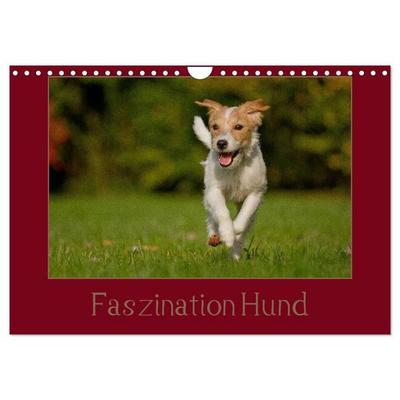 Faszination Hund (Wandkalender 2027 DIN A4 quer), CALVENDO Monatskalender