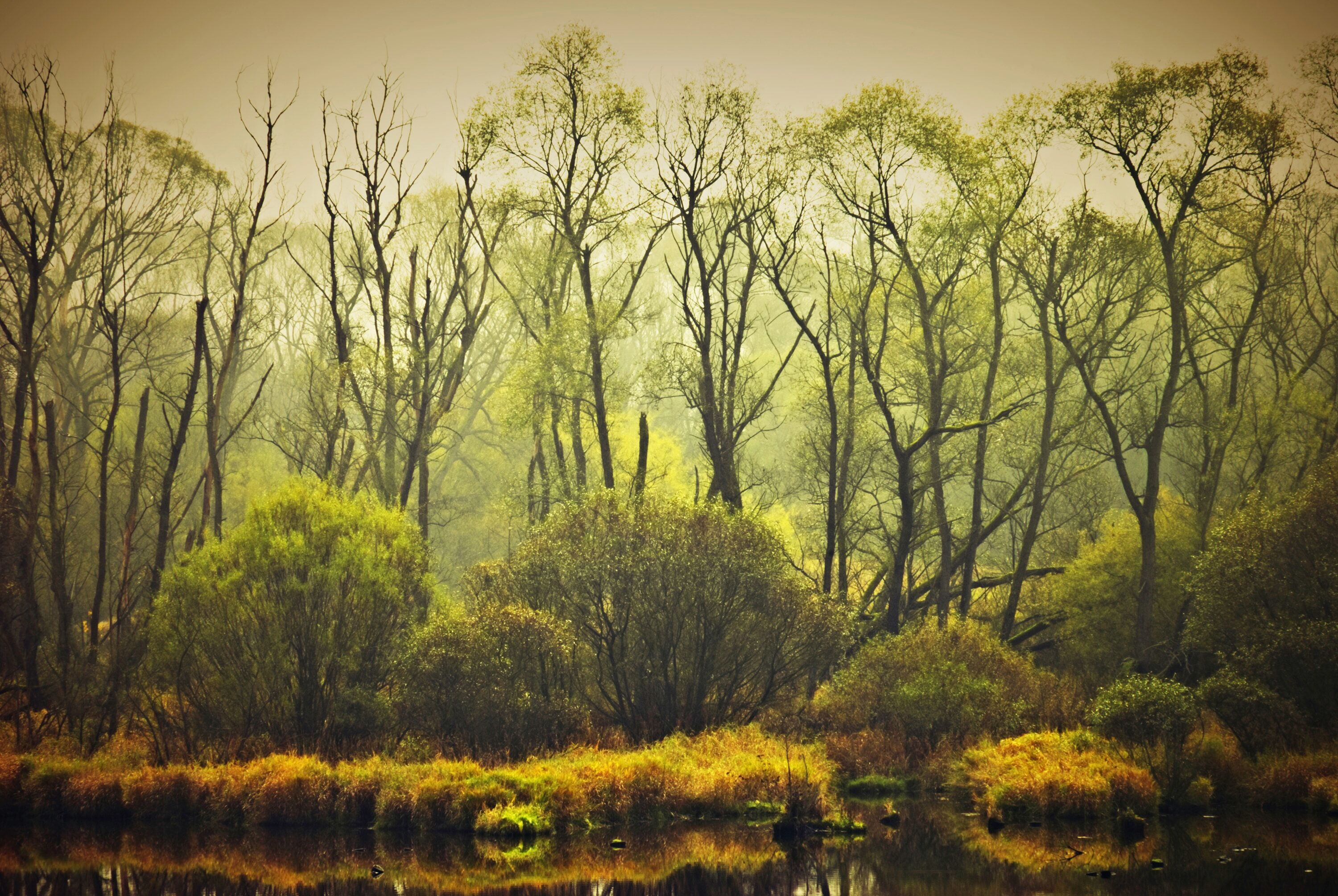 Fototapete PAPERMOON "BÄUME-NATUR LANDSCHAFT HERBST WALD DSCHUNGEL SEE WÄLDER", bunt, B:4,5m L:2,8m, Vlies, Tapeten, Fototapete bunt B/L: 4,5m x 2,8m, Bahnen: 9 Stk.