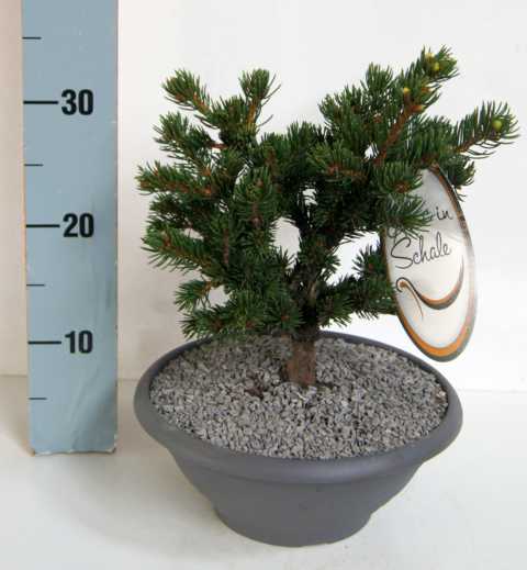 Pflanzen Edelkonifere in Schale 20-25 cm 3,5 l Container