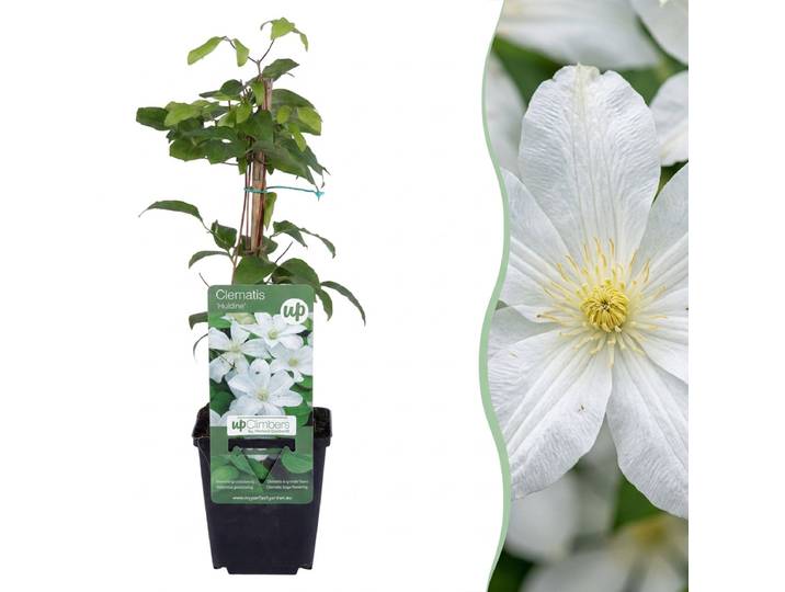 Green boutiQ - 2x Clematis Huldine - Bosrank - Wit - Klimplant - Ø9cm - 35cm