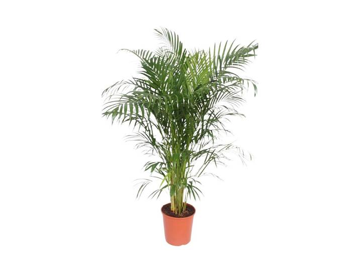 Areca Ø24 - Goldfruchtpalme