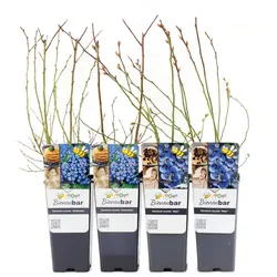 Tchibo - Blaubeeren - lila