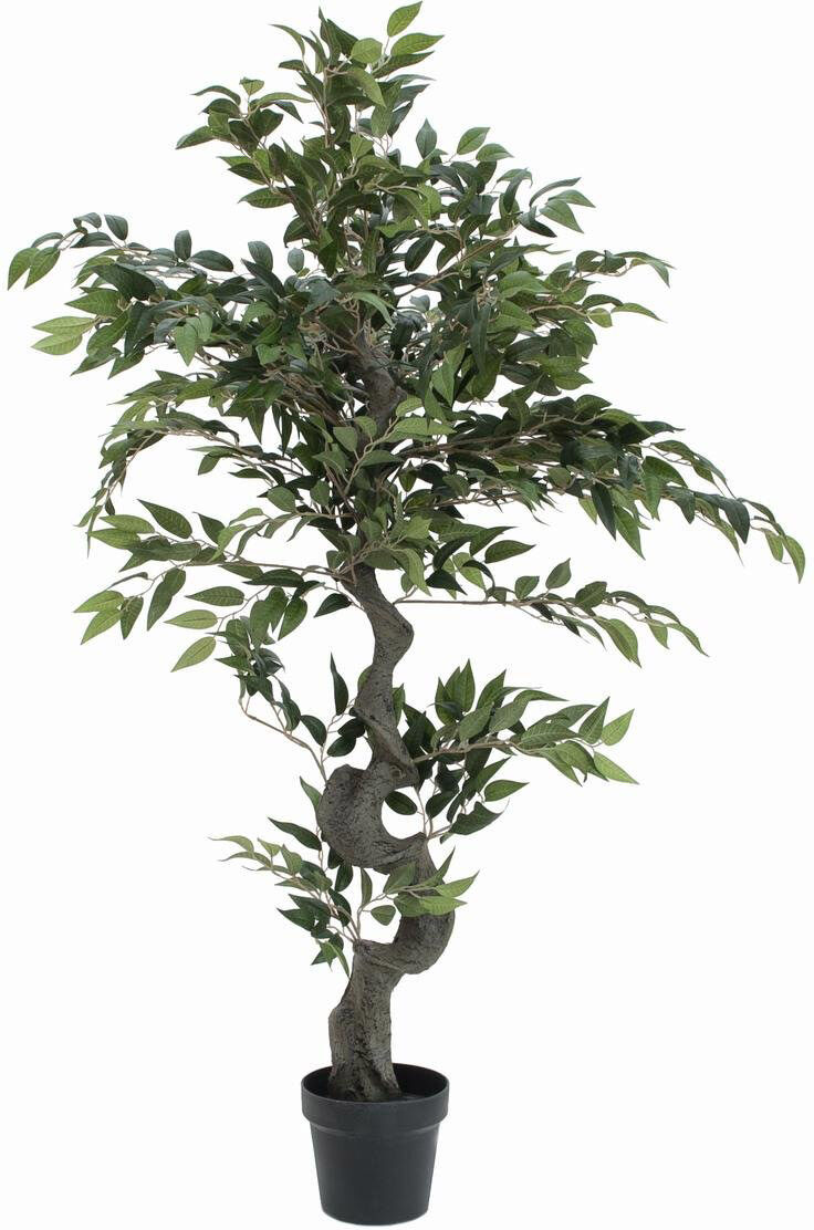 Europalms Ficus Waldbaum, 110cm