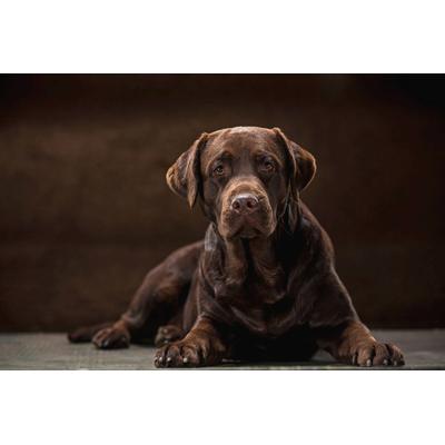 Fototapete PAPERMOON "hund", bunt, B:4m L:2,6m, Vlies, Tapeten