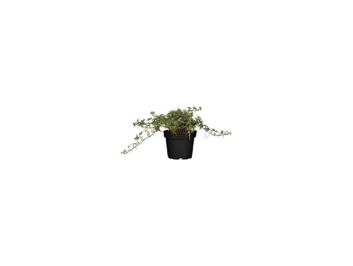 Bio Efeu Topfgrösse Ø 11 cm
