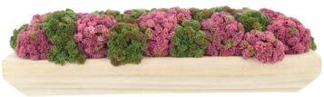 Creative Labs Sedum Arrangement in Wooden Planter