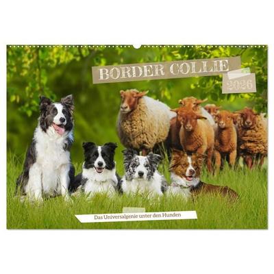 Border Collie - Das Universalgenie unter den Hunden (Wandkalender 2026 DIN A2 quer), CALVENDO Monatskalender
