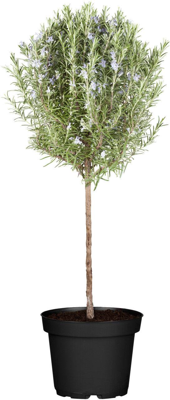 Pflanzen Rosmarin Stamm 19 cm Topf