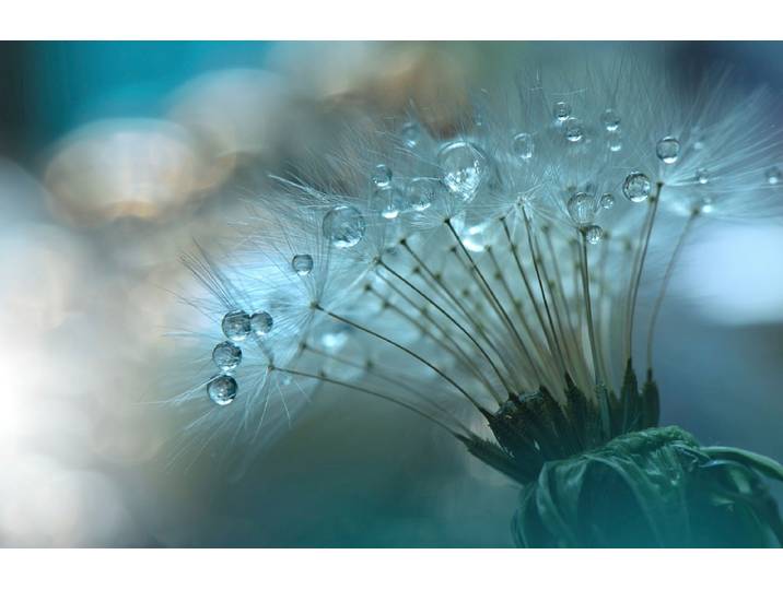Papermoon Zen Wassertropfen mit Blume Makro