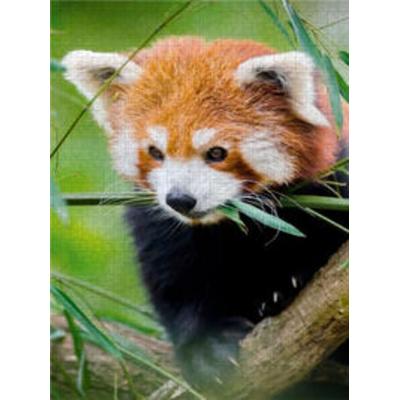 CALVENDO Puzzle Roter Panda 1000 Teile Lege-Größe 480 x 640 cm Foto-Puzzle Bild von Peter Roder
