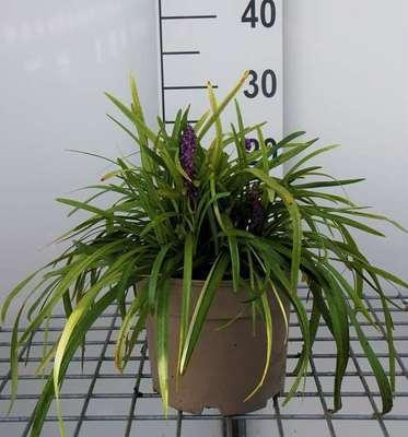 6 x Liriope muscari Royal Purple Lilientraube - Pot van 9 x 9 cm - GRDplanten