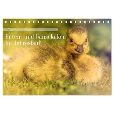 Flauschige Momente! Enten- und Gänseküken im Jahreslauf (Tischkalender 2027 DIN A5 quer), CALVENDO Monatskalender