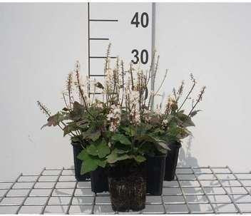 6 x Tiarella wherryi Schaumplant in pot van 9 x 9 cm van GRDplanten