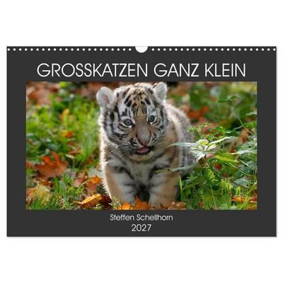 GROSSKATZEN GANZ KLEIN (Wandkalender 2027 DIN A3 quer), CALVENDO Monatskalender