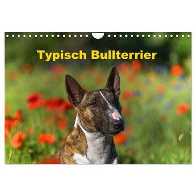 Typisch Bullterrier (Wandkalender 2026 DIN A4 quer), CALVENDO Monatskalender