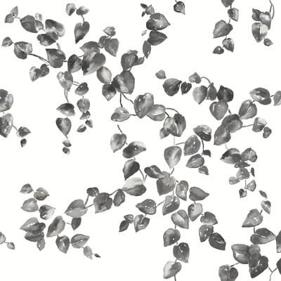 York Wallcoverings Creeping Fig Vine Black & White Wallpaper