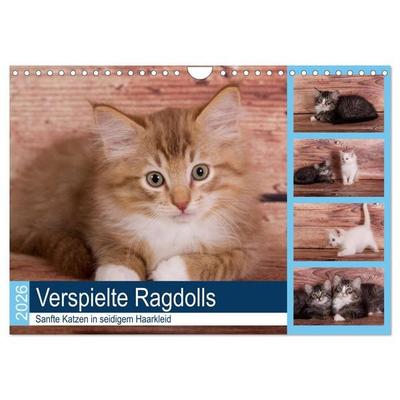 Verspielte Ragdolls - Sanfte Katzen in seidigem Haarkleid (Wandkalender 2026 DIN A4 quer), CALVENDO Monatskalender