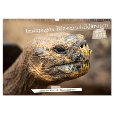 Die Riesenschildkröten der Galapagos Inseln (Wandkalender 2026 DIN A3 quer), CALVENDO Monatskalender