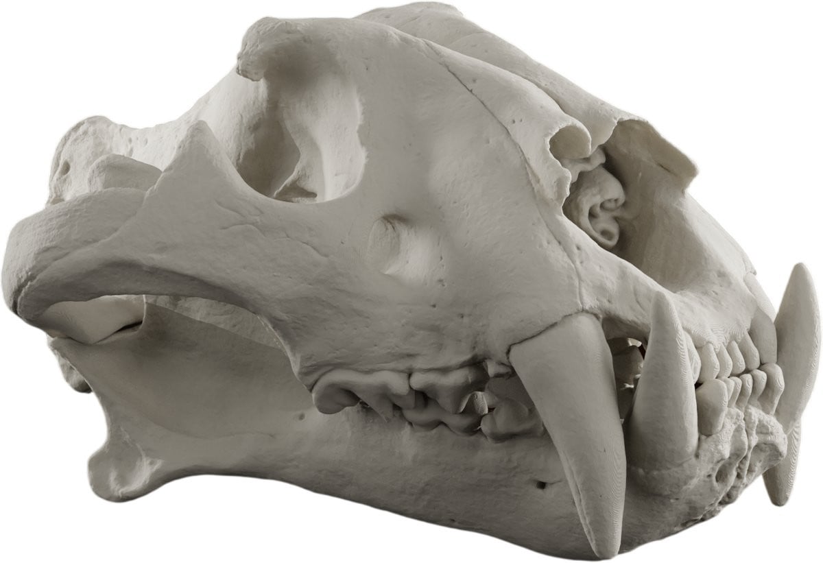 Tijger Schedel Decoratie Replica - Anatomisch Model - Botkleur