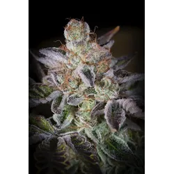 Paradise Seeds Sweetopia 5 Samen - 5