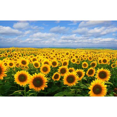 Fototapete PAPERMOON "SONNENBLUMEN-BLUMEN FELD PFLANZE DEKOR NATUR MUSTER", bunt, B:3m L:2,23m, Vlies, Tapeten