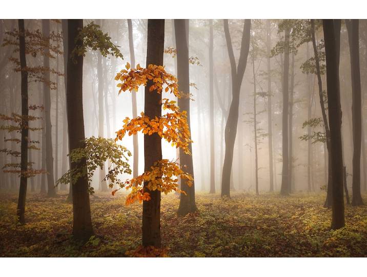 Fototapete PAPERMOON Photo-Art NICOLAS SCHUMACHER, IM NOVEMBER , bunt, B:3m L:2,23m, Vlies, Tapeten, Fototapete