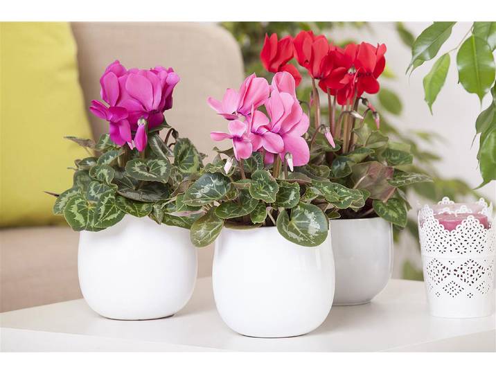 Qualité & Prix Zimmer-Alpenveilchen Cyclamen Persicum ⌀ 10 cm