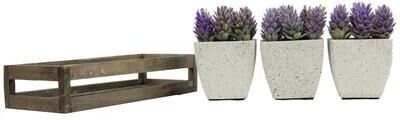 Admired by Nature Summer Succulents in wooden tray Set of 3 Pots, Purple - ABN5P021-PRPL