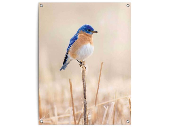 Poster REINDERS Blauer Vogel , blau (farbe bild(er): blau), B:60cm H:80cm T:0,1cm, Leinwand, Bilder, Poster, Outdoor für Garten oder Balkon