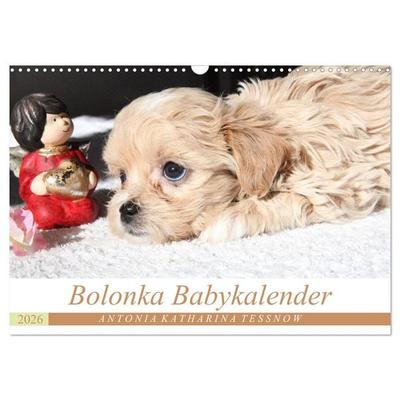 Bolonka Babykalender 2026 (Wandkalender 2026 DIN A3 quer), CALVENDO Monatskalender