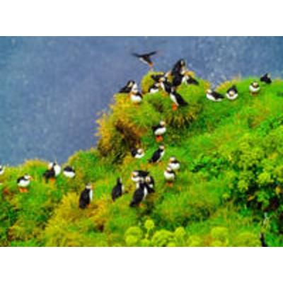 CALVENDO Puzzle Papageitaucher | 2000 Teile Lege-Größe 90x67cm Foto-Puzzle für glückliche Stunden