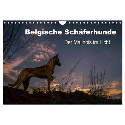 Belgische Schäferhunde - Der Malinois im Licht (Wandkalender 2026 DIN A4 quer), CALVENDO Monatskalender