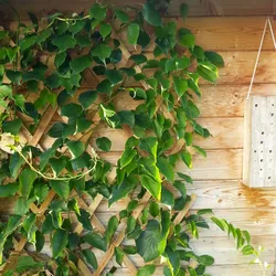 POWERTEC Holz-Spalier 120 x 180cm