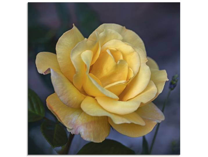 Glasbild ARTLAND Gelbe Rose , gelb (farbe bild(er): gelb), B:40cm H:40cm, Bilder, Glasbild, in verschiedenen Grössen