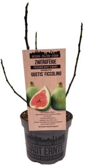 Pflanzen Feigenbaum Ficus carica Ficcolino Stadt Ernte H ca 20 cm 17 cm Topf