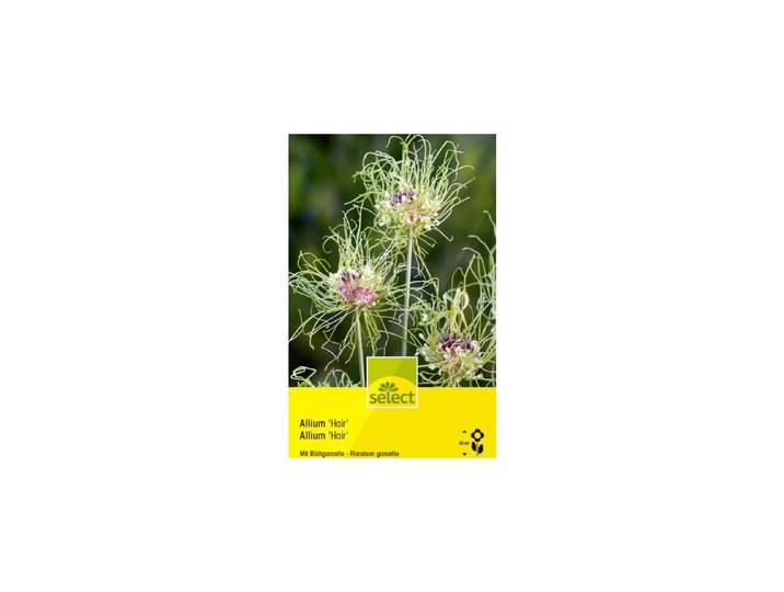 Select Blumenzwiebel Allium Hair violett
