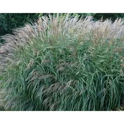 Chinesischer Rispengras – Miscanthus sinensis 'Yakushima Dwarf'
