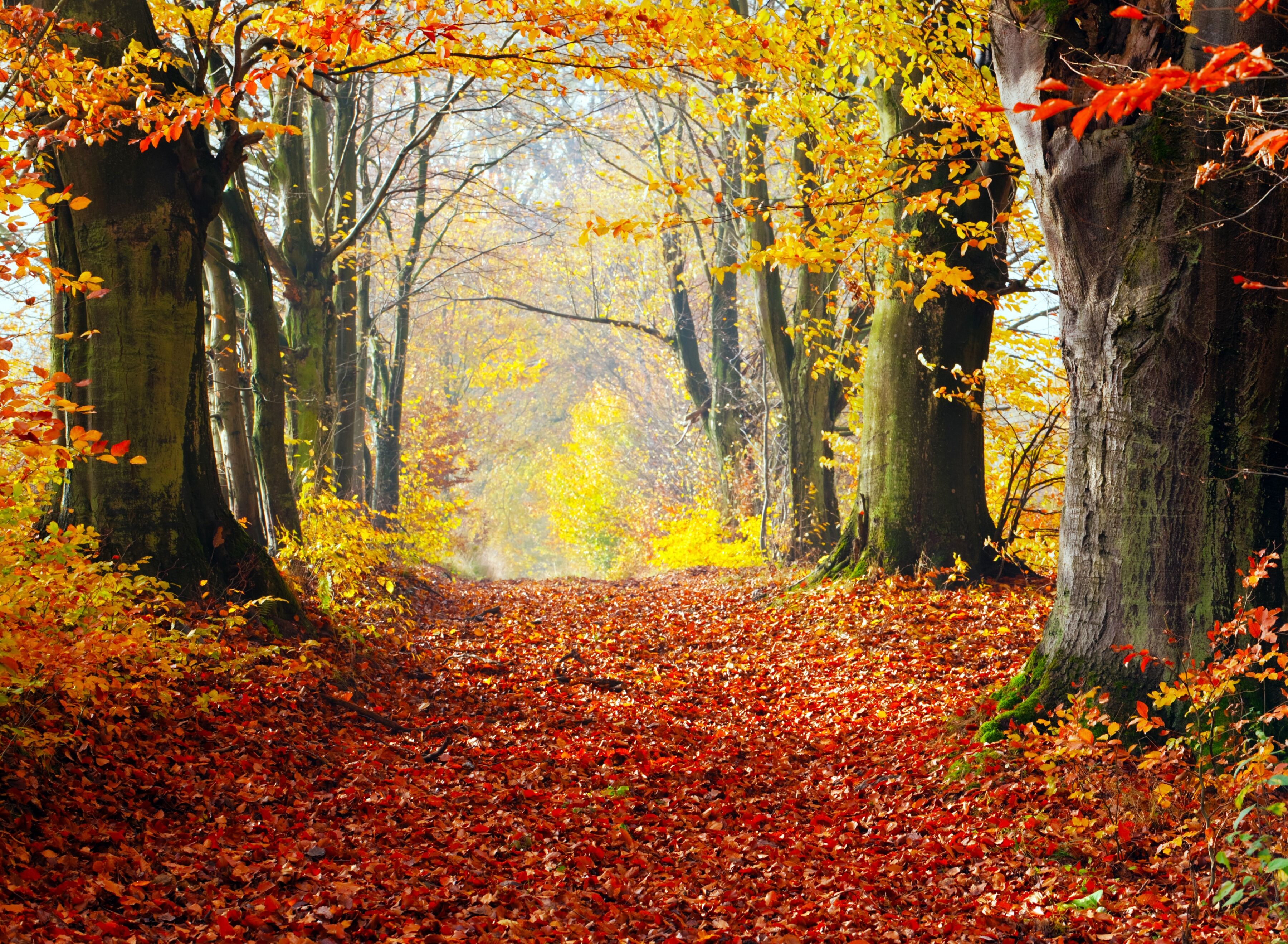 Fototapete PAPERMOON "Autumn Forest Path", bunt, B:1,5m L:1,11m, Vlies, Tapeten, Fototapete