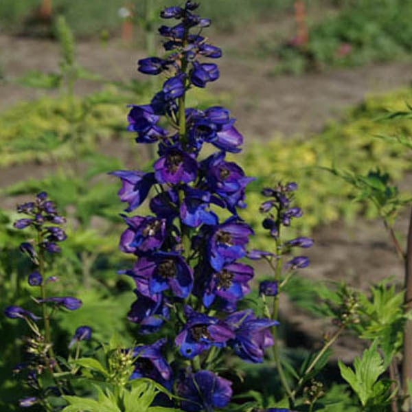 6x Pacific Delphinium Black Knight in pot van 9x9 cm door Arborix
