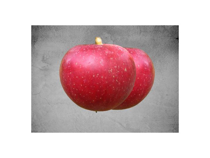 Mini-Apfel DR. Dathe Mini-Cox® 100-120cm inklusive Topf