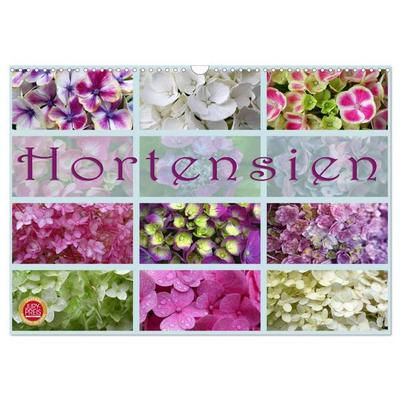 Hortensien / Geburtstagskalender (Wandkalender 2027 DIN A3 quer), CALVENDO Monatskalender