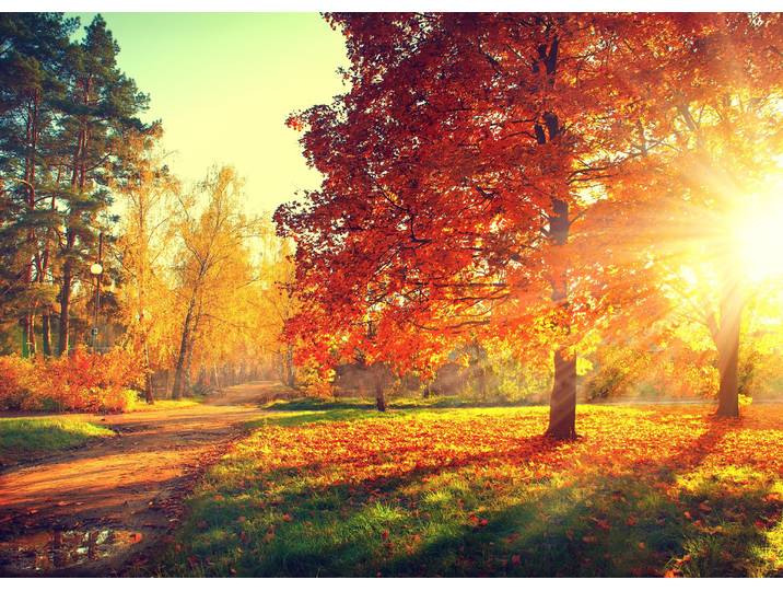 Fototapete PAPERMOON Autumn Trees , bunt, B:3,5m L:2,6m, Vlies, Tapeten, Fototapete