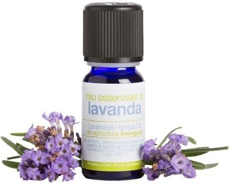 la saponaria Olio essenziale di Lavanda