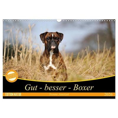 Gut - besser - Boxer (Wandkalender 2026 DIN A3 quer), CALVENDO Monatskalender