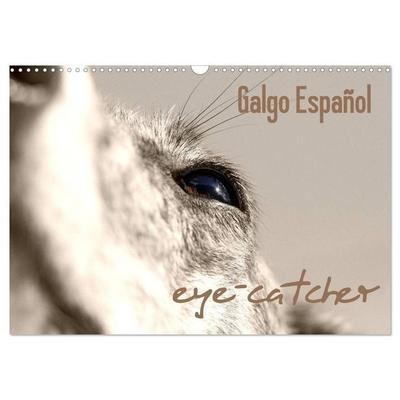 Galgo eye-catcher (Wandkalender 2027 DIN A3 quer), CALVENDO Monatskalender