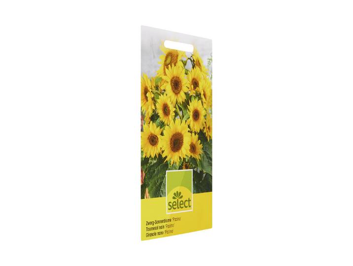 Select Sonnenblume Pacino