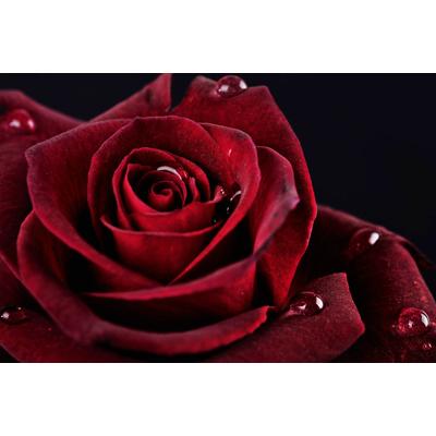 Fototapete PAPERMOON "Rose", bunt, B:2,5m L:1,86m, Vlies, Tapeten