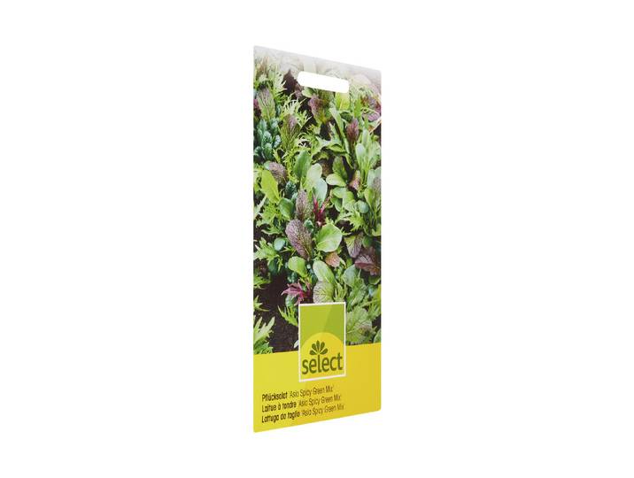 Select Pflücksalat Asia Spicy Green Mix