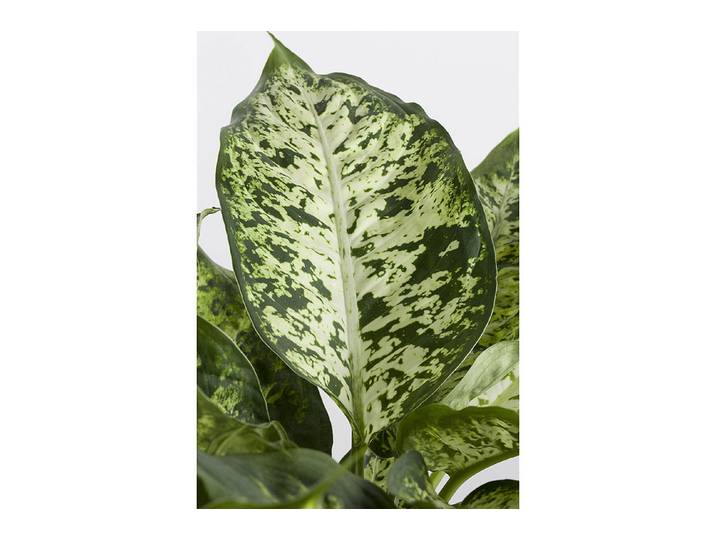 Qualité & Prix Dieffenbachia H 40 cm