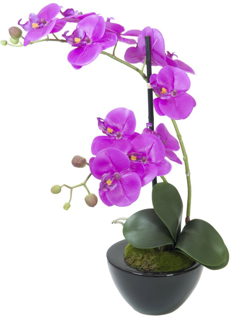 Europalms Orchideen-Arrangement 4